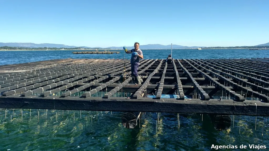 Bluscus Turismo Marinero