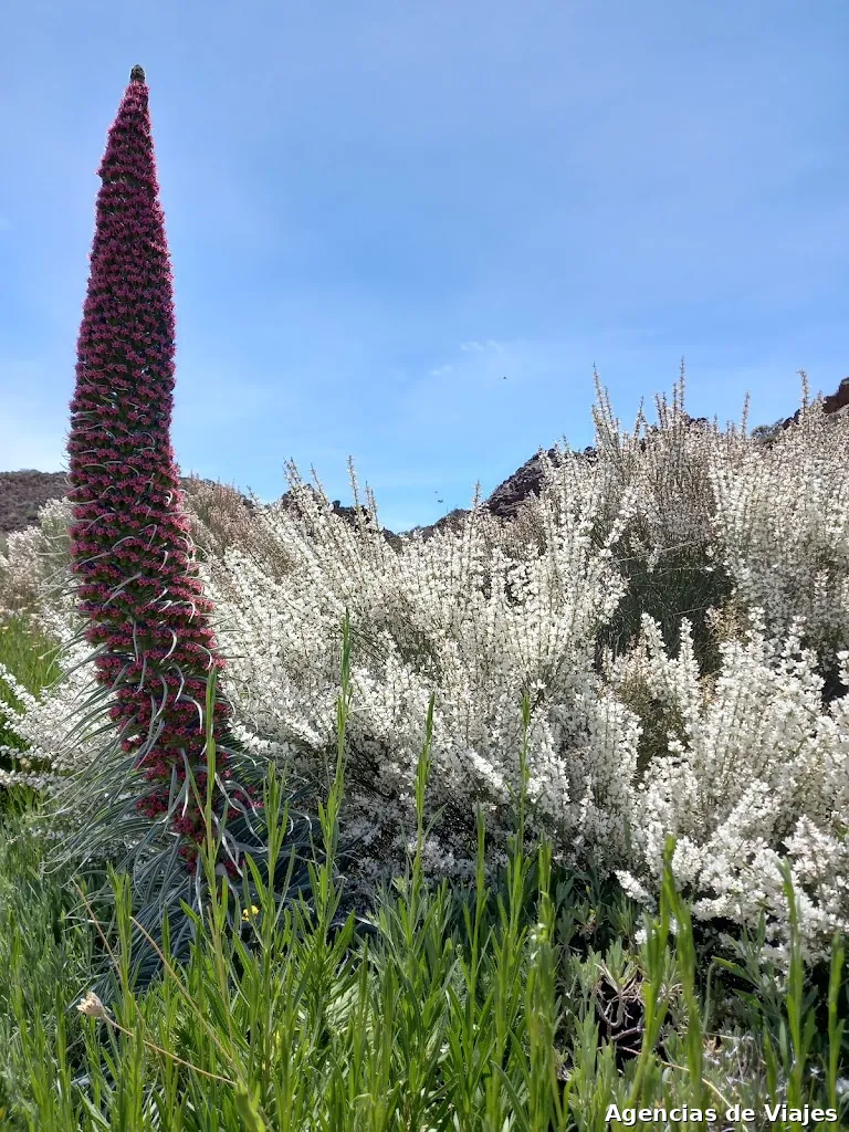 Viajes Samarines y Candelaria Life &Trekking