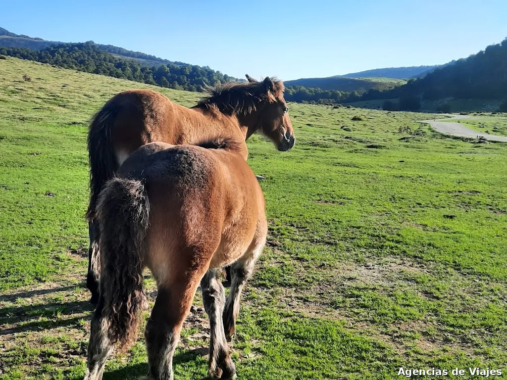 Alfitur Viatges Puçol