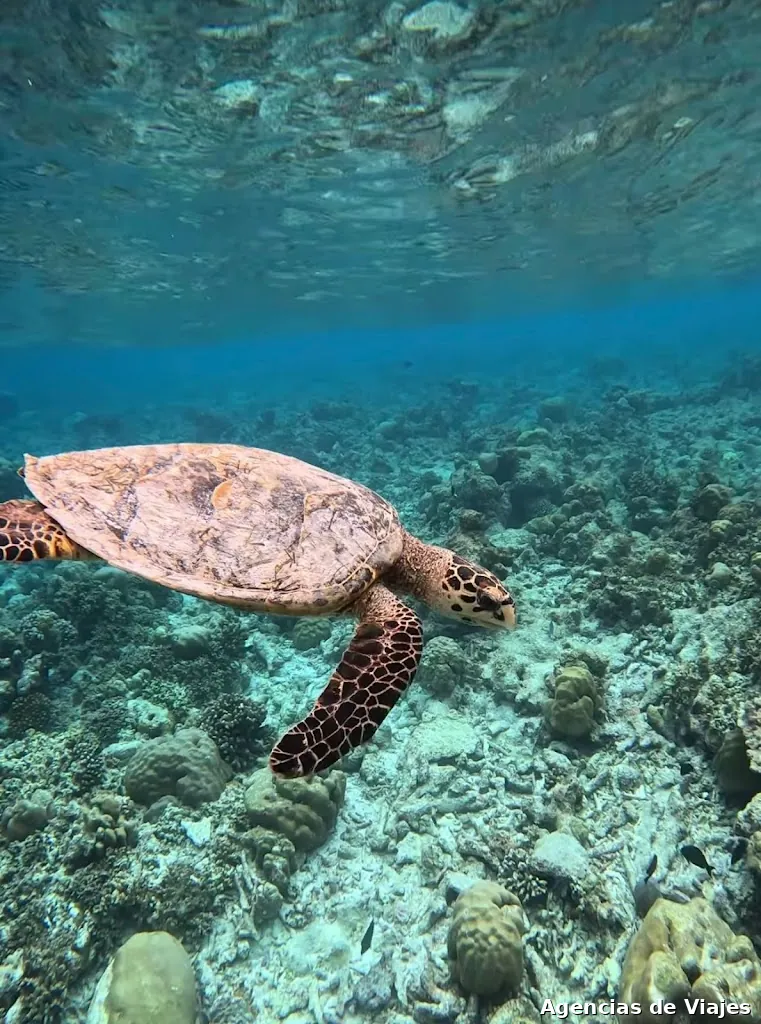 Ocean Mantra Retreats