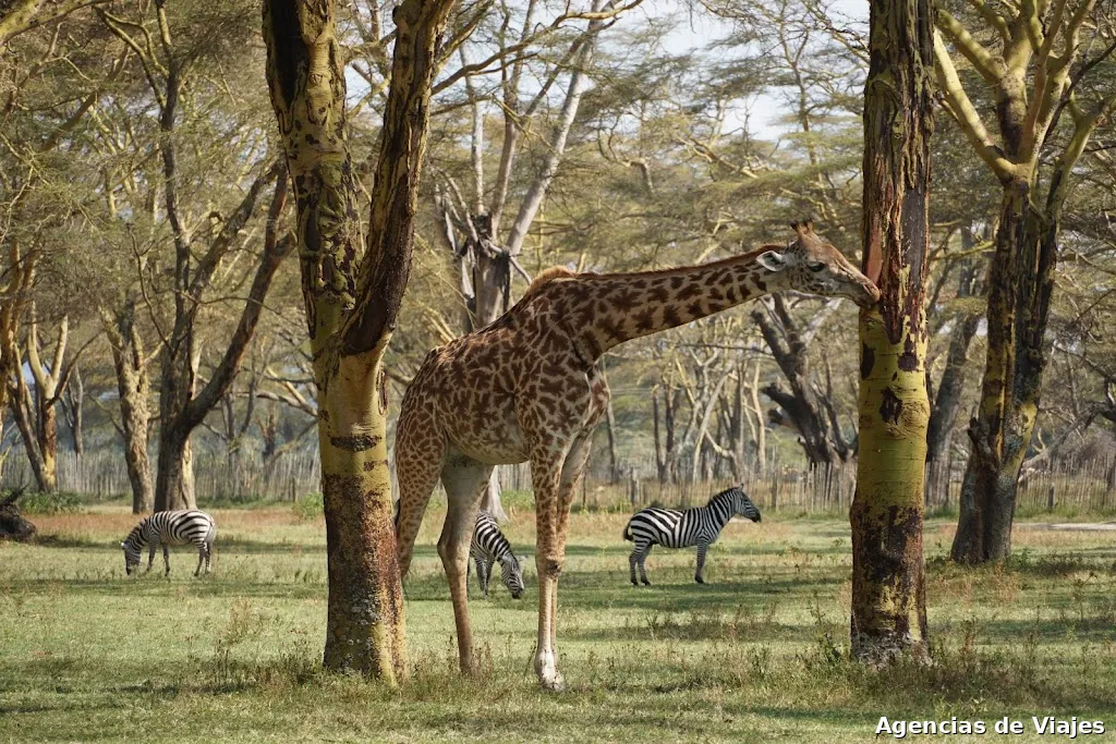 Kenya y Tanzania a tu Medida