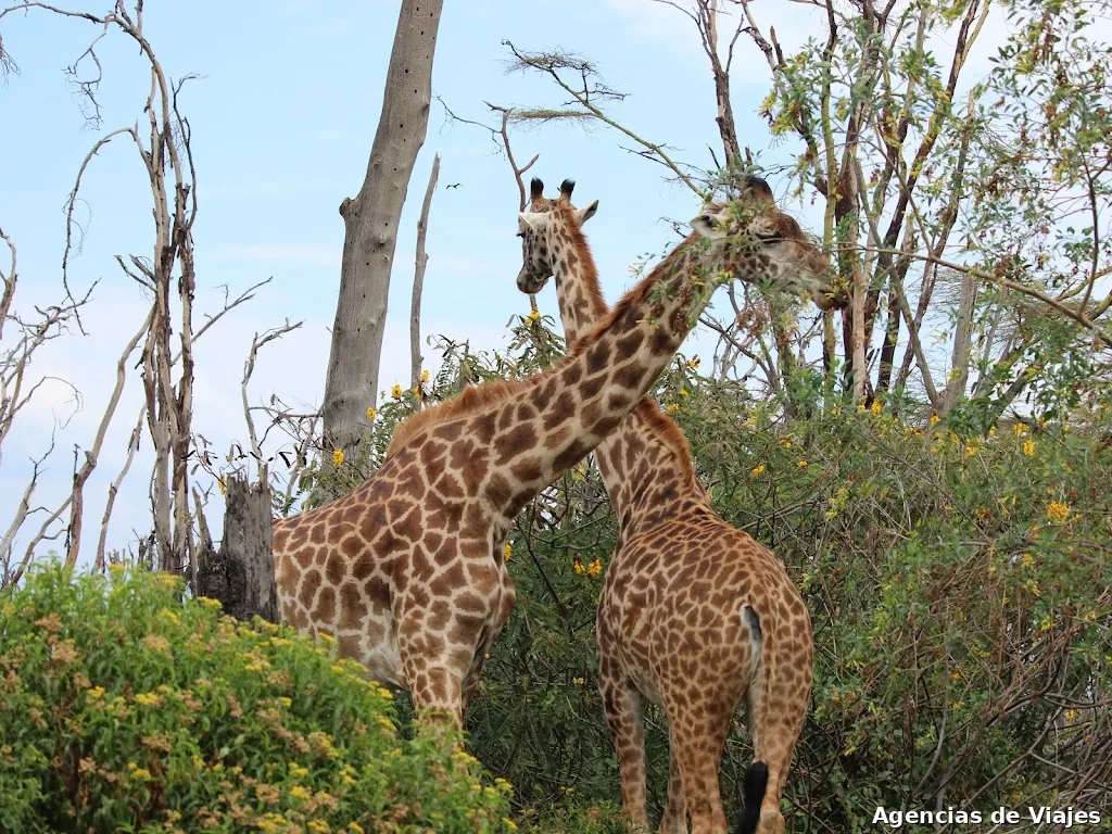 Agencia Viajeros. Travel Planners