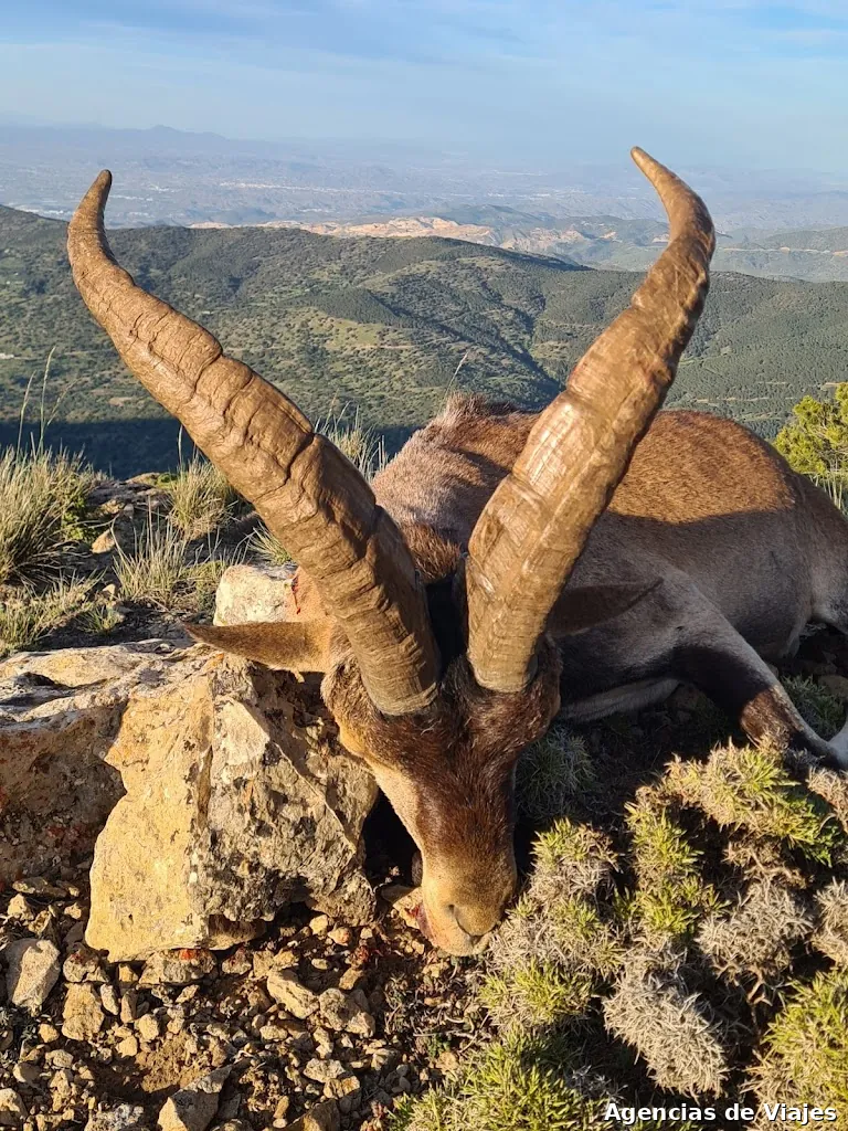 IberHunting. Hunting in Spain and Worldwide