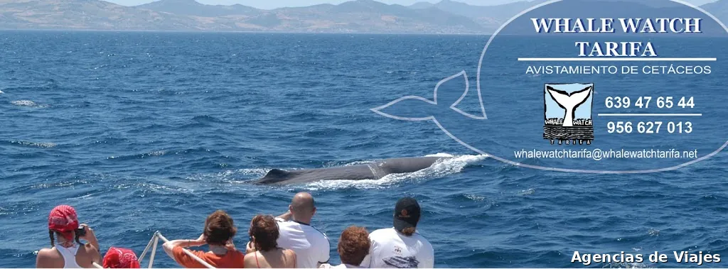 Whale Watch Tarifa
