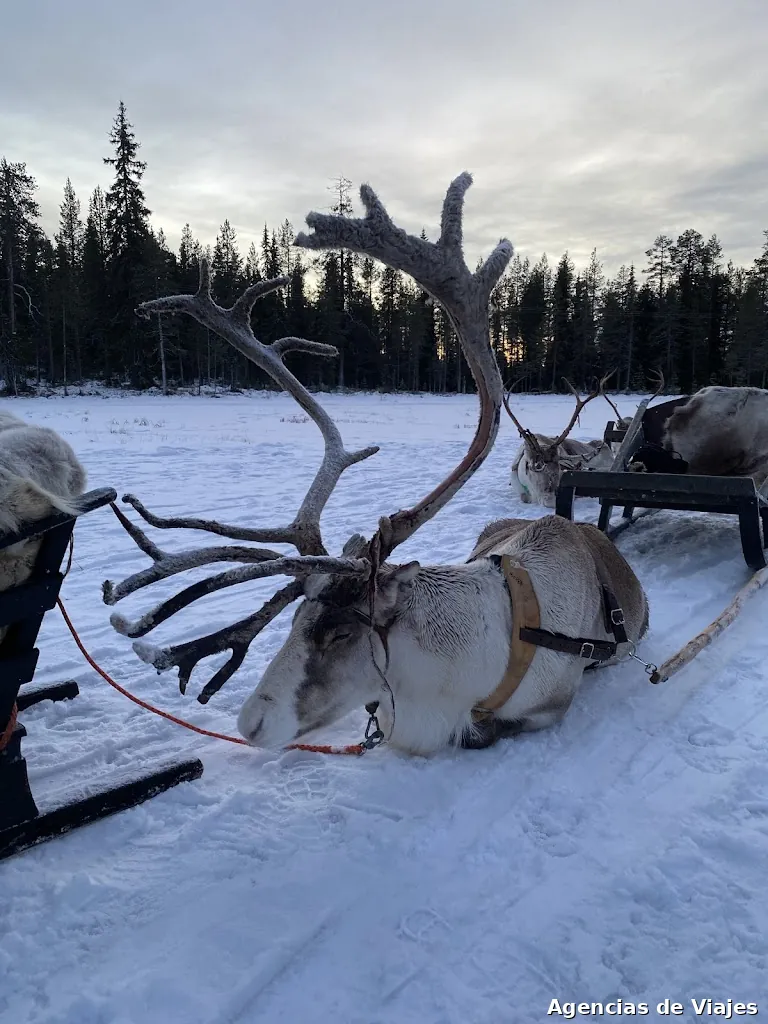 Viajes a Laponia | Visita Laponia